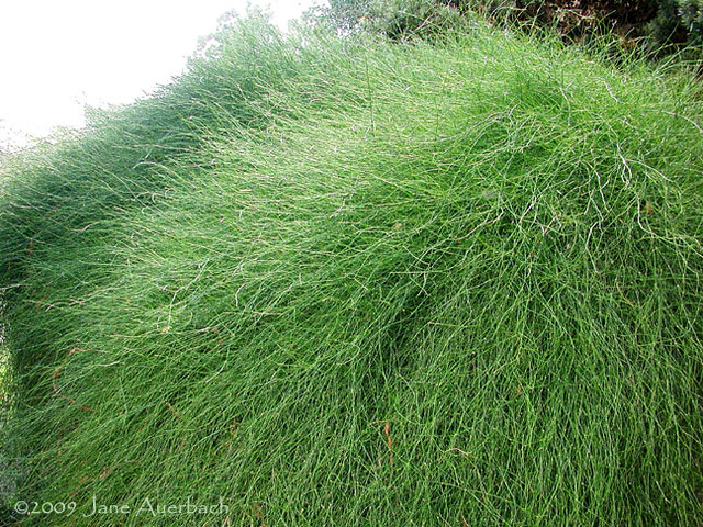 shaggy green 'haystack' (Ephedra tweediana)