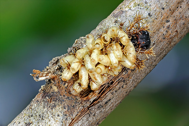 090425 - Parasites infected Caterpillar