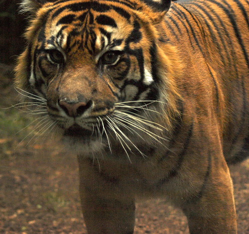 King Ramalon Checks Me Out! | by ianmichaelthomas