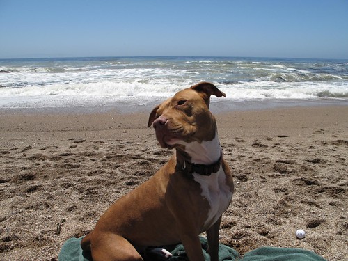 Dog Beach - Love this photo | Dog Beach on the Ocean Trails … | Flickr