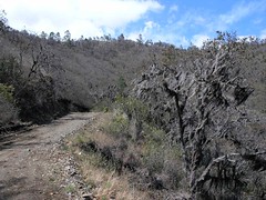 Road and trees with many epiphytes - árboles con muchos epifitos; camino de Salamá hacia Pantin via Finca Cachil, Baja Verapaz, Guatemala