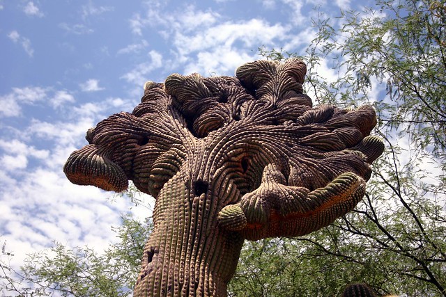 Crested Saguaro