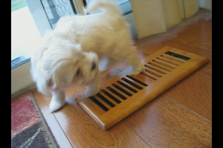 Sasha playing with the air vent