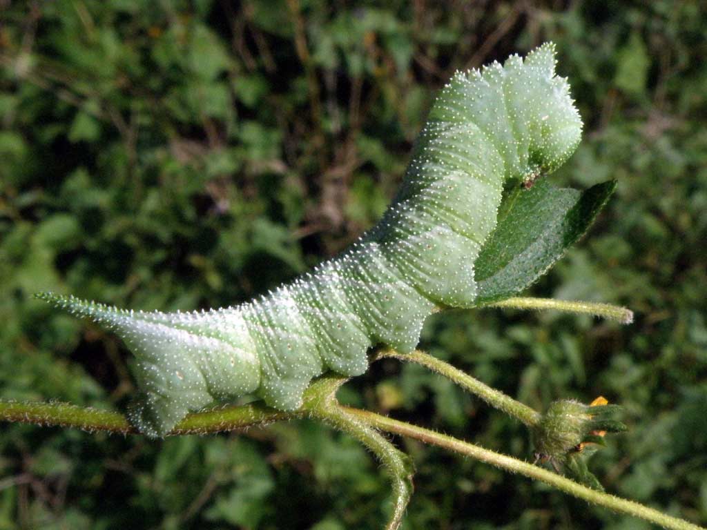 Maruka Insect Manduca muscosa larva | David Bygott | Flickr