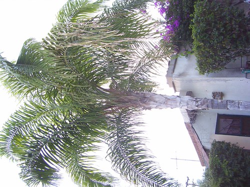 PALMA COCO PLUMOSO | by viveroriodejaneiro