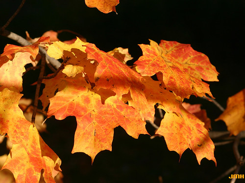 Acer saccharum 'Coleman' 13 | by My Morton Arboretum Images