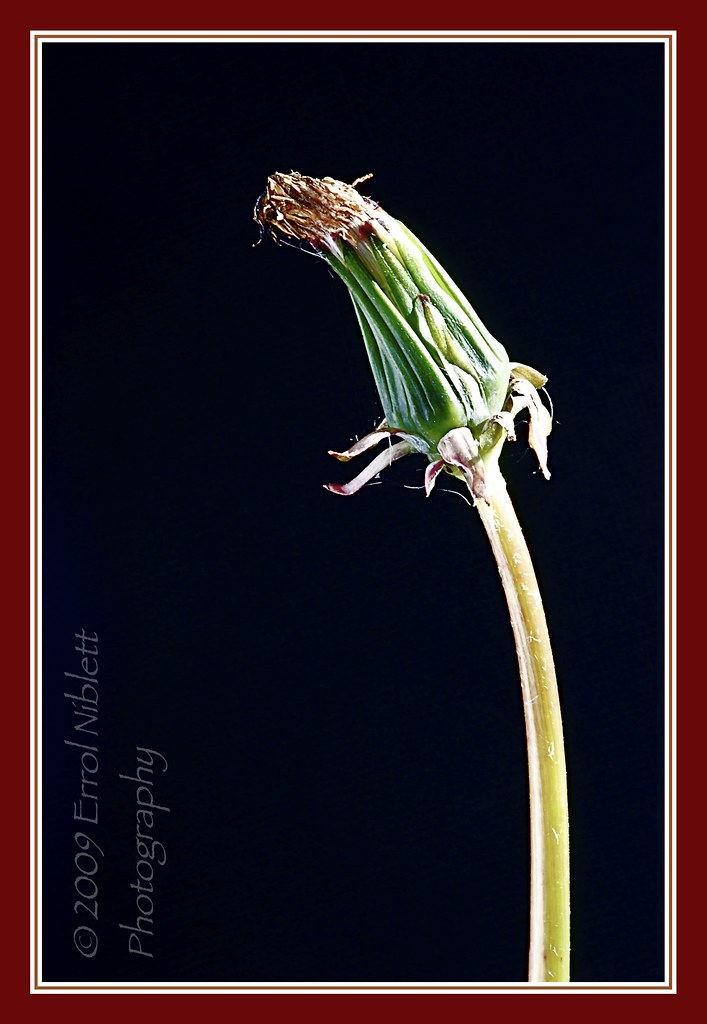 Stage 08/16 (Dandelion from Flower-bud to final seed) by Tripod 01
