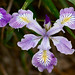 Flickr photo 'Toughleaf Iris-Taxonomy:binomial