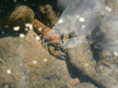 Crater Lake Crayfish | by adventures_with_martin