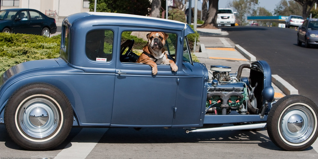 Bulldog in fenderless 1931 Ford classic hotrod street rod car on the streets of Morro Bay, CA