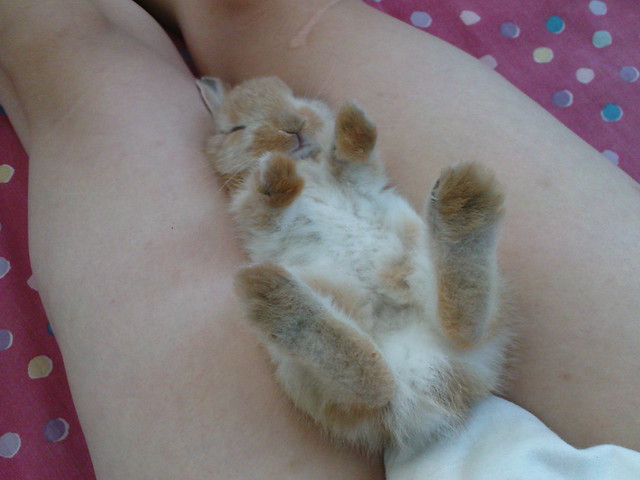 Almond Brown Bunny Sleeping / กระต่ายนอนหงาย