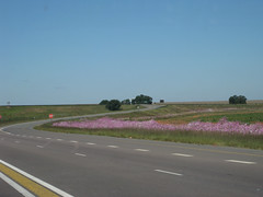 Cosmos daisies by the roadside