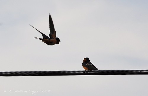 sky bird birds evening flying wings wire lowlight perch foxriver swallow barnswallow yelling calling songbird stcharlesil