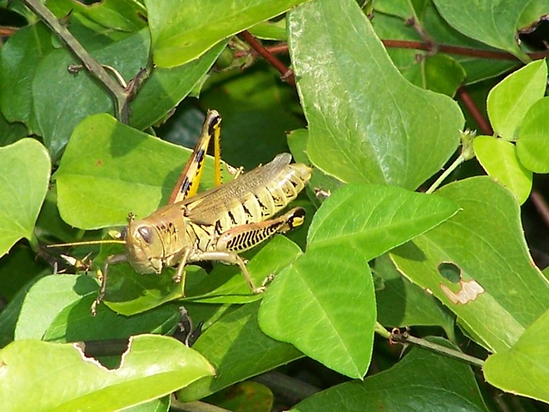 Grasshopper on leaves