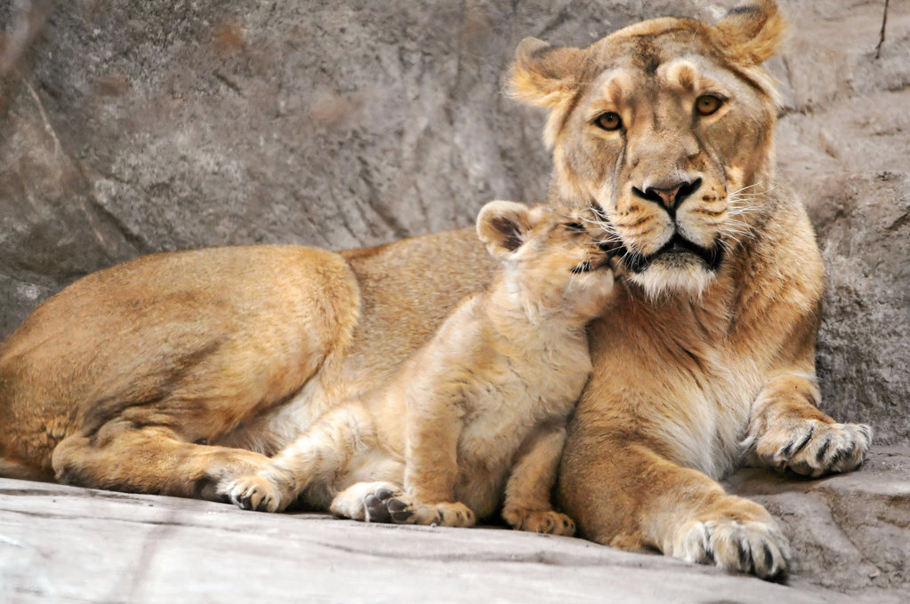 I love you, mom!» | One of the lion cubs of the zoo of Züri… | Flickr