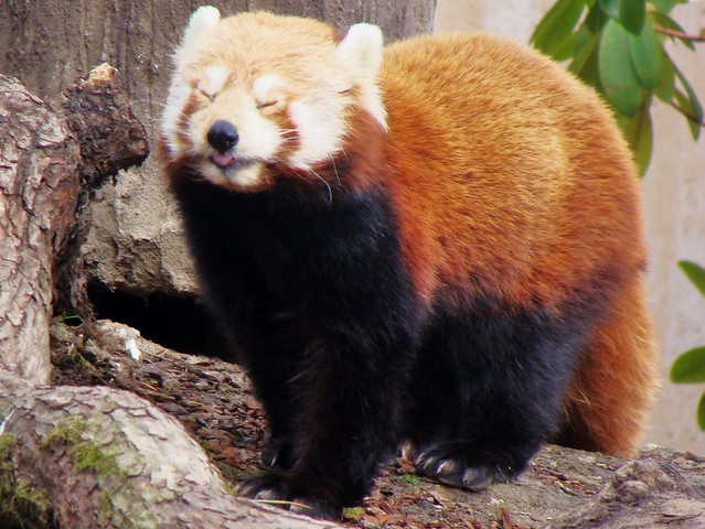 Rød Panda (Ailurus fulgens)