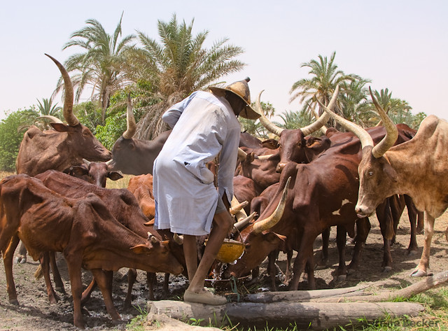 At The Well / Yusufari / Red Fulani Cattle | View On Black A… | Flickr
