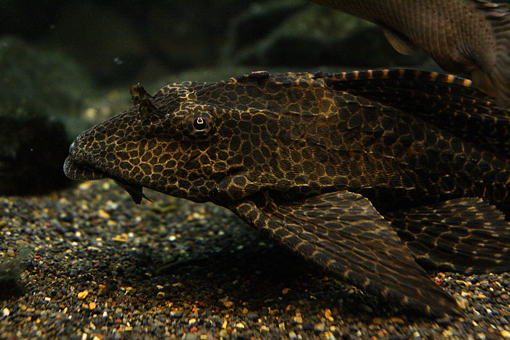 Gibbi - Hypostomus plecostomus - sailfin pleco