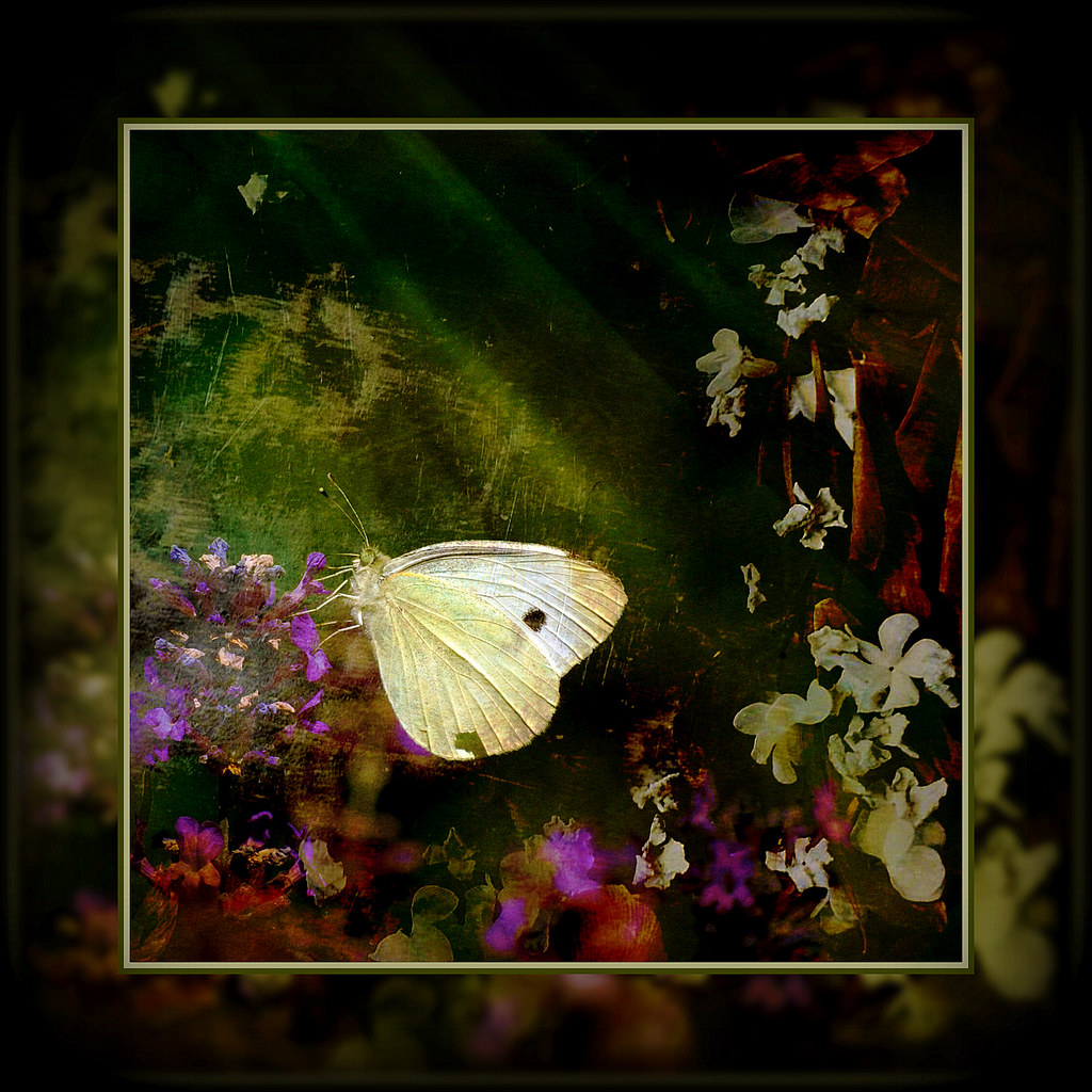 butterfly kisses . . . by dragonflydreams88