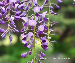 wysteria4_c