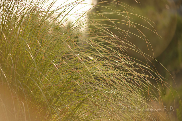 Cabellera al viento - Cortaderia selloana