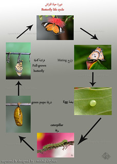 الفراشة مراحل دورة حياة مراحل دورة