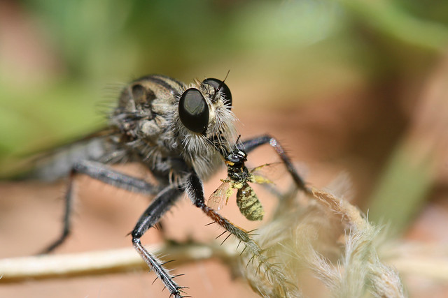 Robber Fly sucking the life from it's latest doomed victum