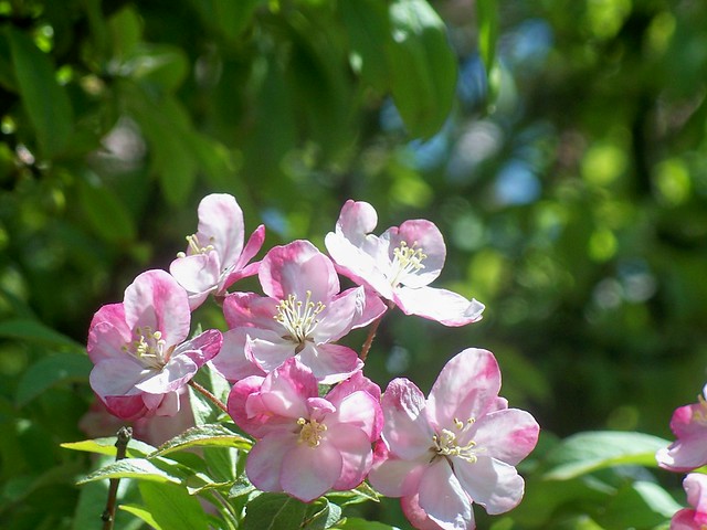 Crabapple Blossoms 2009
