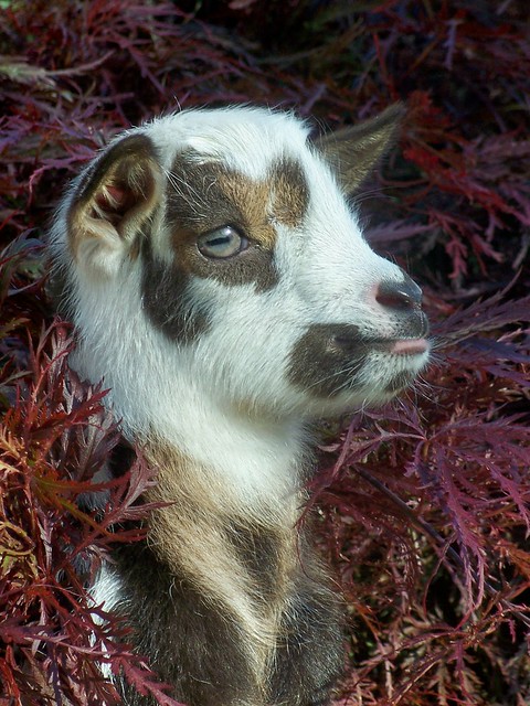 Nigerian Dwarf Goat Kid.   www.TheBigWRanch.com