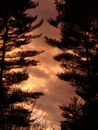 Backyard Sunset | by Prayasi127