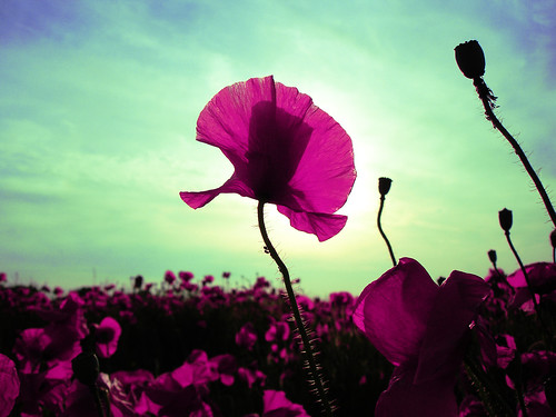 PiNK PoPPieS iN THe FieLD aND THe SKY TuRNeD GReeN♥WHeRe aRe You, SPRiNG? by Sash´s Kitchen-Studio Photography