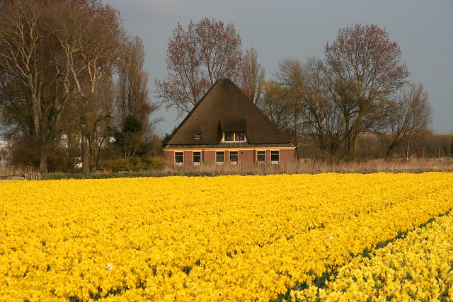 Farmhouse in a sea of yellow flowers