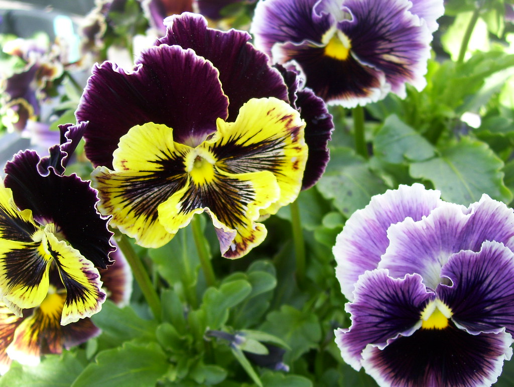 Viola Ruffles Spring blossoms. | These ruffly and unusual Viola hybrids ar… | Flickr