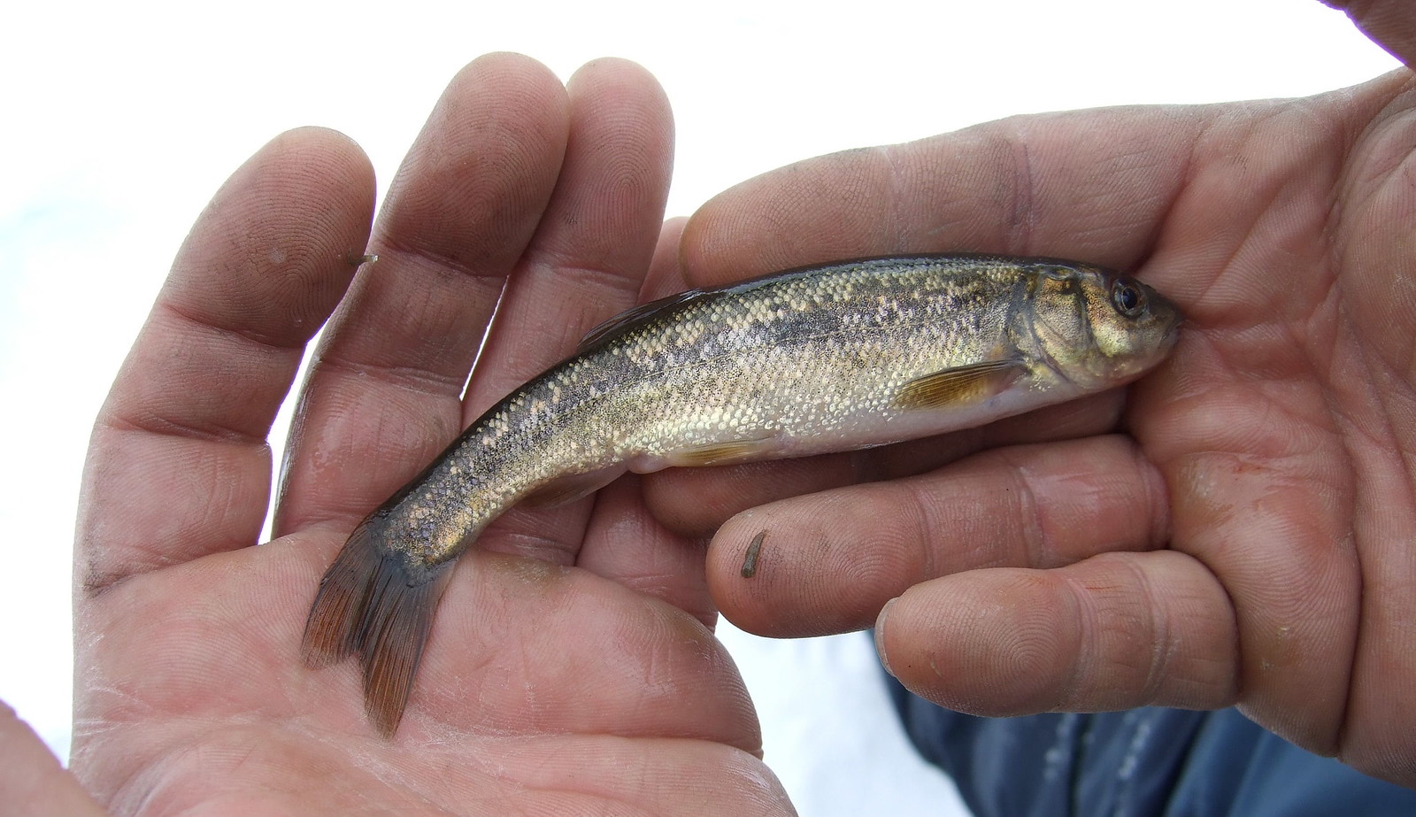 SECRET LAKE FISHING TRIP 4, Bait fish, These small stickeba…