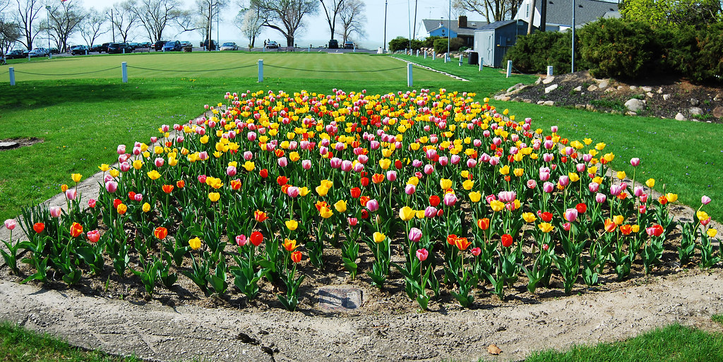 New Lakeview Park tulip garden | The newest attraction at Lo… | Flickr