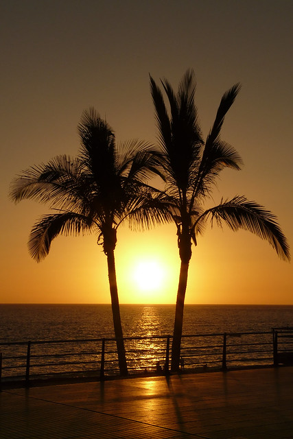 Sun between 2 palms