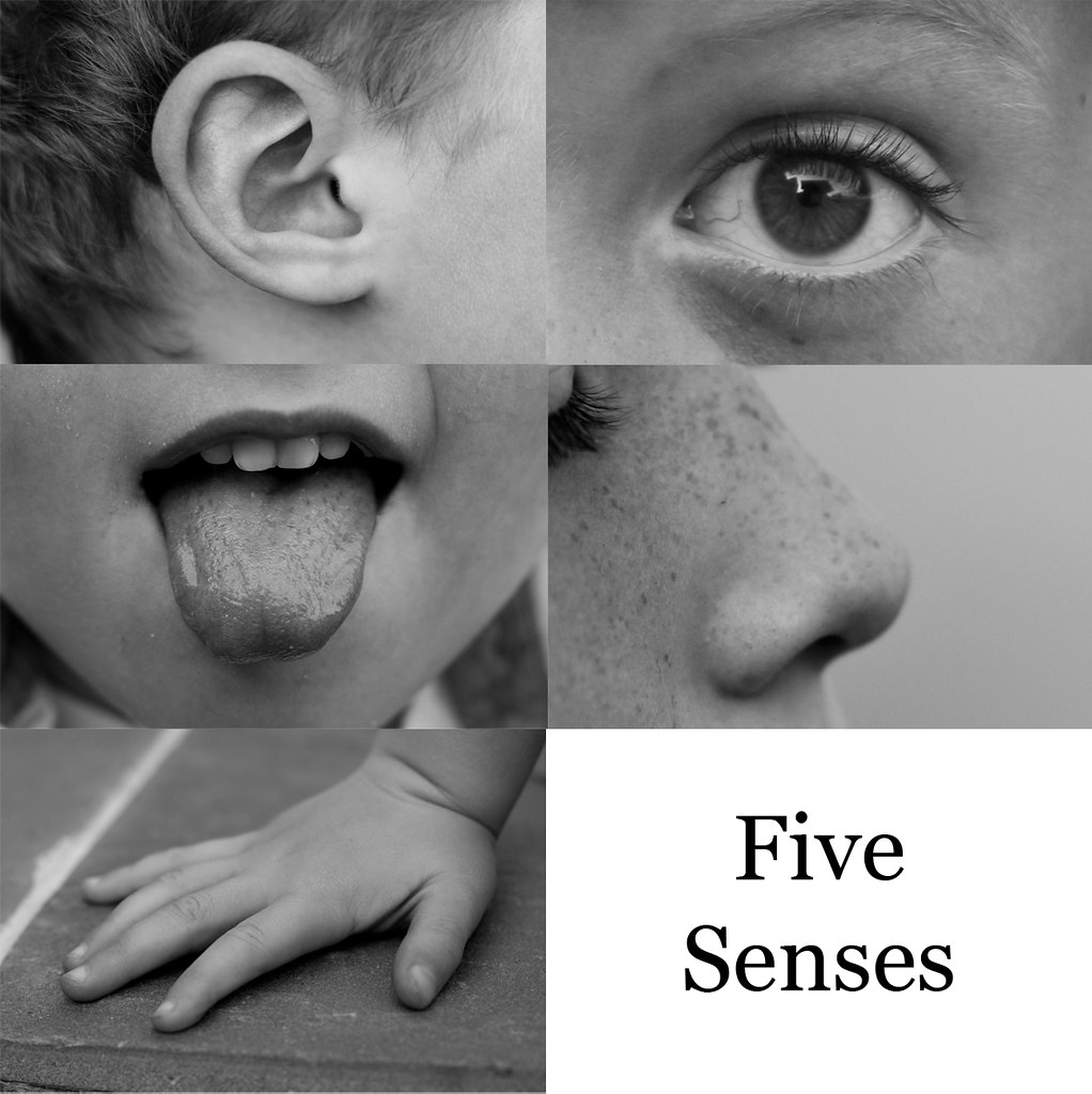 five-senses-images-i-took-for-my-sister-s-paper-on-senses-flickr