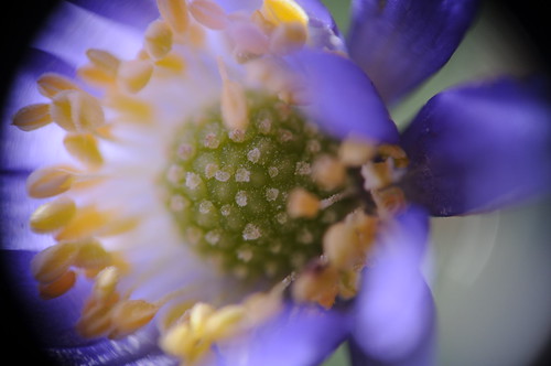 blue flower macro purple pollen pedal