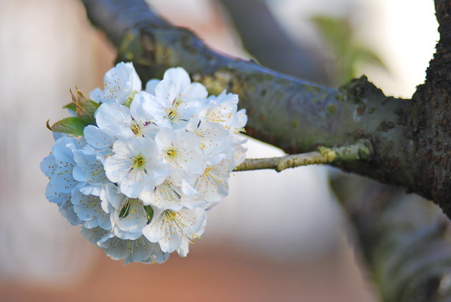 Cherry Blossoms - 1