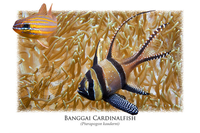 Banggai Cardinalfish & Yellow Striped Cardinalfish