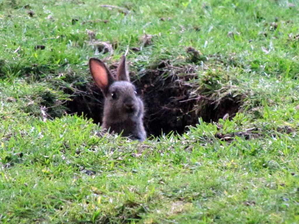 Same hole, same rabbit, different day, but same hilarious photo!