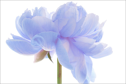EXPLORED! Flower / blue flower / Natural light / nature / flower / blue / Peony