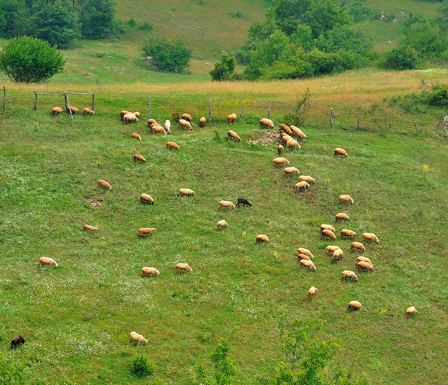 Sheepish, Novo Brdo, Kosovo, July 4, 2009