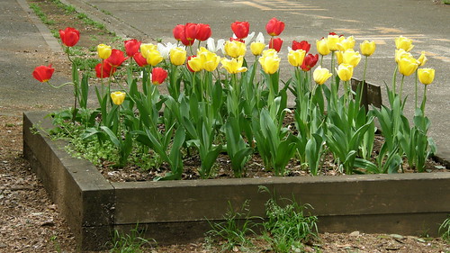#3432 tulips (チューリップ) | See this and neighboring photos on G… | Flickr
