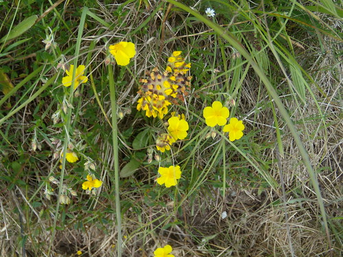 Rock Rose and (Kidney?)Vetch Cholsey to Goring
