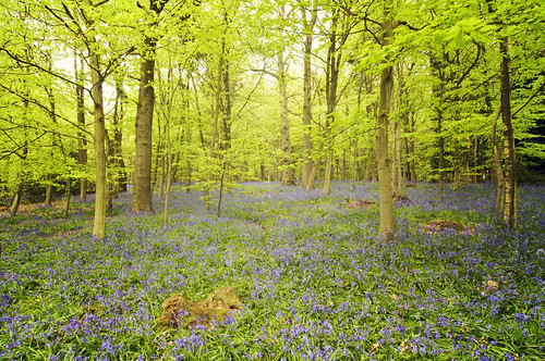 Come further in... Bluebell wood in Surrey, England, in early May. They were a bit late this year due to the cold winter, but boy were they worth the wait! 