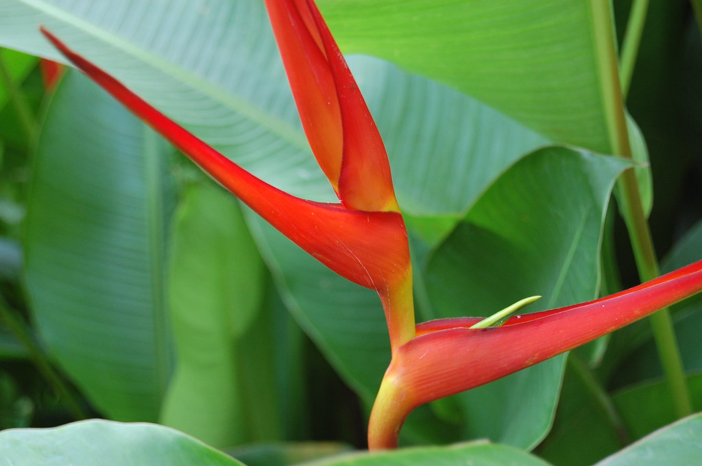 Heliconia abstract
