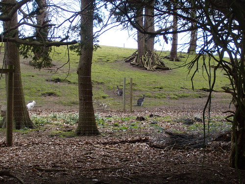 Wallabies Note the white one. Bow Brickhill to Woburn Sands