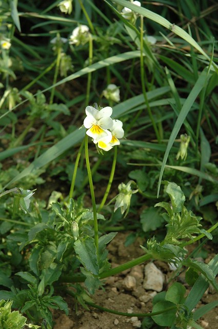 Viola arvensis (Field pansy / Akkerviooltje) 1378