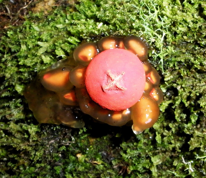 Homgos Rojos Hongos Rojos